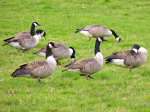 Canada Geese