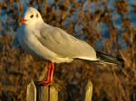 Black-headed Gull, Slapton Ley