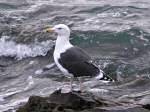 Great Black-backed Gull