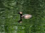 Black Necked Grebe