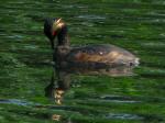 Black Necked Grebe