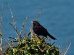 Blackbird
