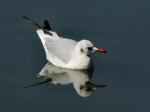 Black-headed Gull,