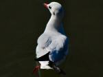 Black-headed Gull,