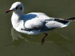 Black-headed Gull,