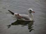 Black-headed Gull,