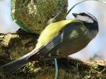 Blue Tit - Burrator