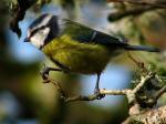 Blue Tit - Burrator