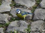 Blue Tit