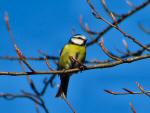 Blue Tit