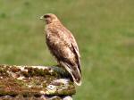 Buzzard