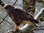 Buzzard