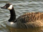 Canada Geese