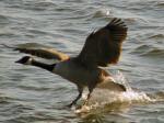 Canada Geese, Slapton Ley