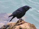 Carrion Crow