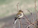 Female Chaffinch