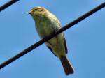 Chiffchaff