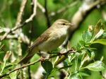 Chiffchaff