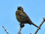 Cirl Bunting