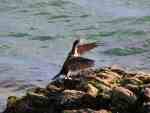 Cormorant, Plymouth Hoe