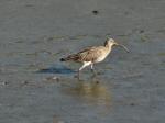 Curlew