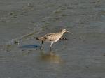 Curlew, Bowcombe Creek