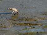 Curlew, Bowcombe Creek