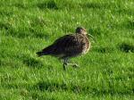 Curlew, River Plym