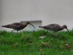 Curlew, River Plym