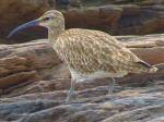 Curlew