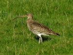 Curlew