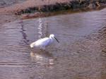 Little Egret, Kingsbridge