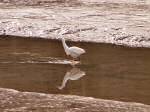 Little Egret, Kingsbridge