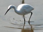 Little Egret, Kingsbridge