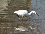 Little Egret, Kingsbridge