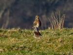 Fieldfares