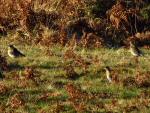 Fieldfare