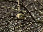 Goldcrest