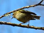 Goldcrest