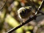 Goldcrest