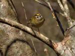 Goldcrest