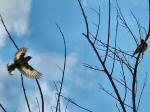 Goldfinches - Slapton Ley