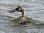 Great Crested Grebe