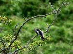 Great Spotted Woodpecker