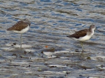 Greenshanks