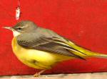 Grey Wagtail