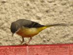 Grey Wagtail