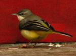 Grey Wagtail