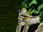 Grey Wagtail