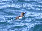 Guillemot